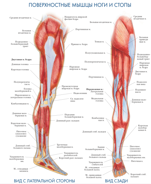 Мышца ноги верхней части сзади