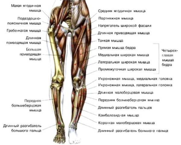 Квадрицепс мышца