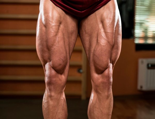 Мышцы нижней конечности анатомия сзади