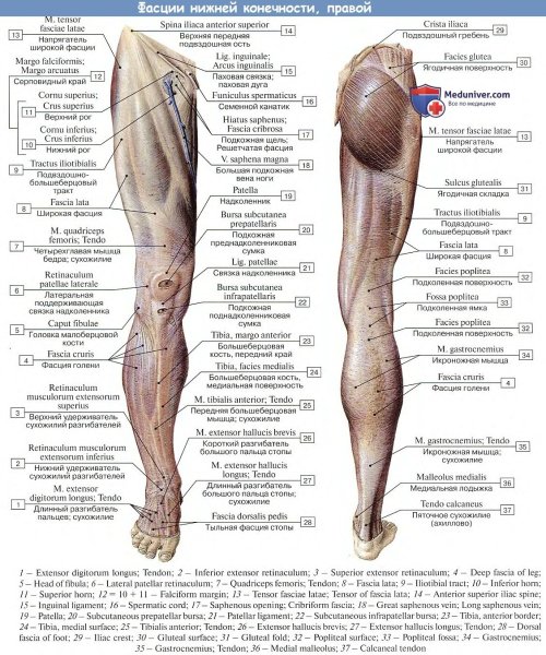 Мышцы голени задняя группа поверхностный слой