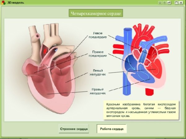 Четрыхе кмерное средцк