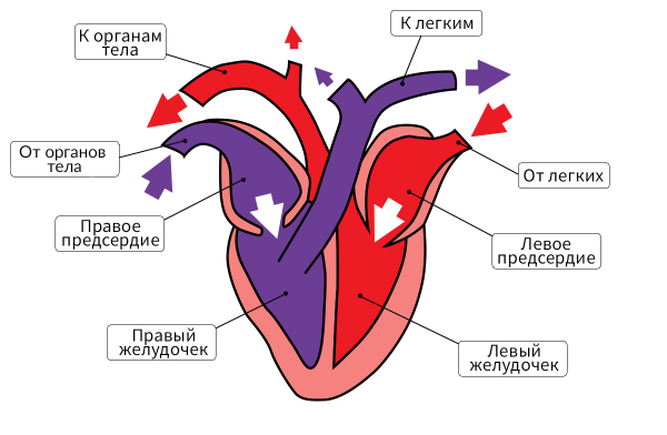 Строение сердца схема четырехкамерное