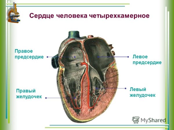 Сердце человека четырехкамерное