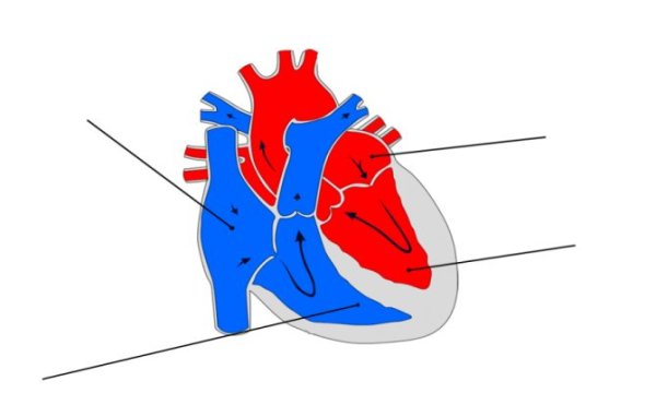 Кровеносная система крокодила схема