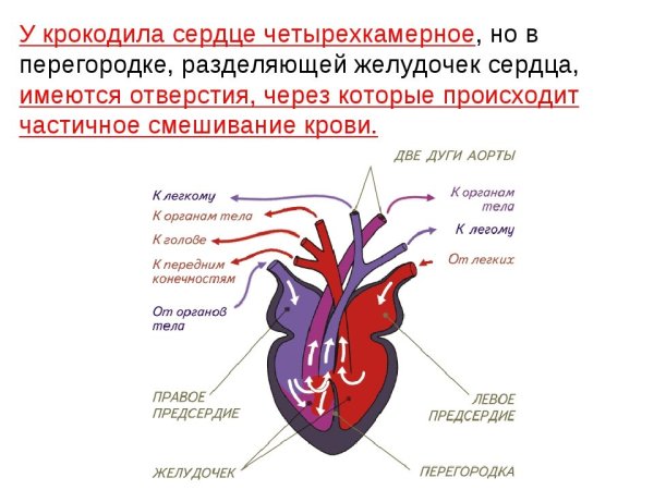 Схема строения сердца птиц