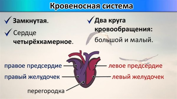 Строение сердца млекопитающих животных