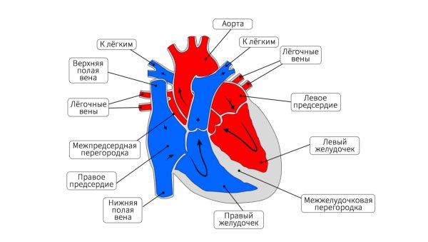 Схема строения сердца пресмыкающихся