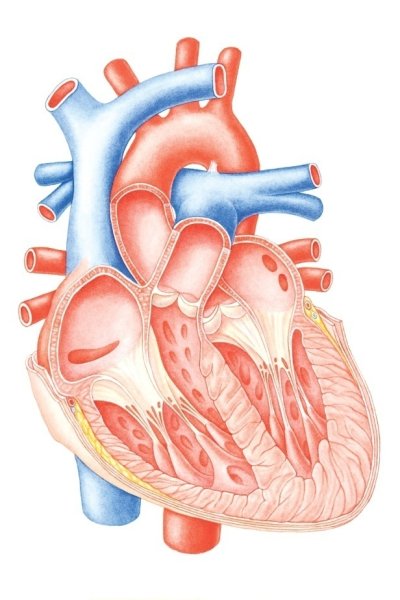 Строение сердца человека рисунок
