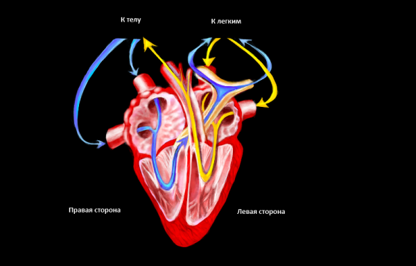 Схема строения сердца млекопитающих