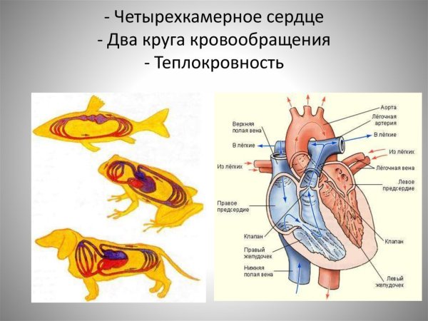 Отделы сердца млекопитающих