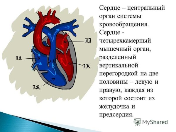 Двухкамерное сердце трехкамерное четырехкамерное