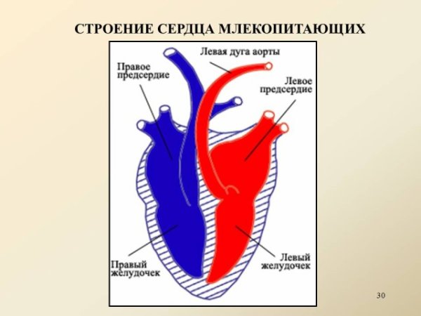 Кровеносная система птиц круги кровообращения
