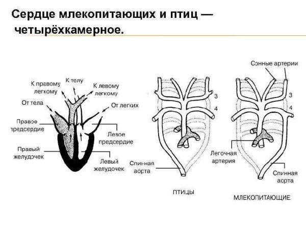 Кровеносная система птиц правая дуга аорты