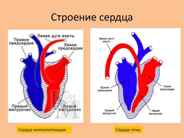 Эволюция кровеносной системы позвоночных схема