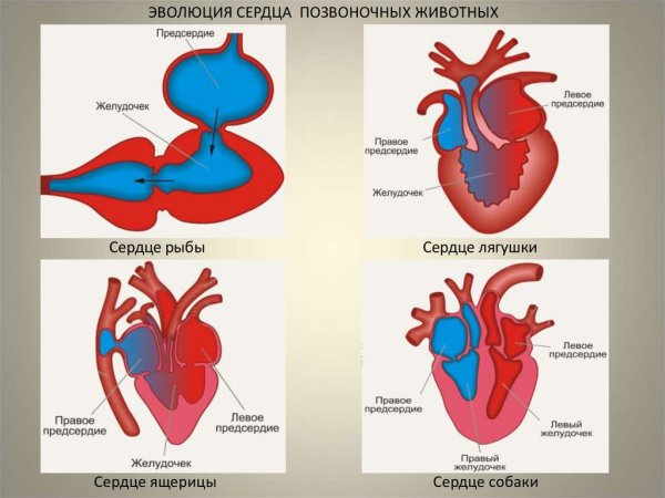 Эволюция кровеносной системы позвоночных
