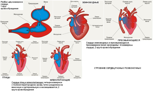 Строение сердца млекопитающих рисунок