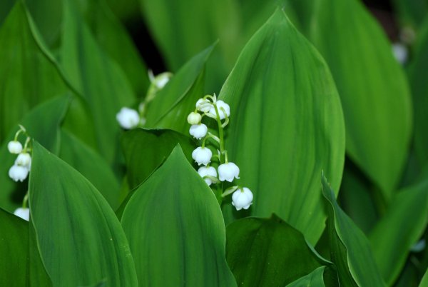 Ландыш Майский "grandiflora"