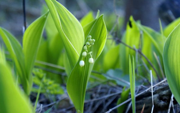 Ландыш Convallaria Majalis