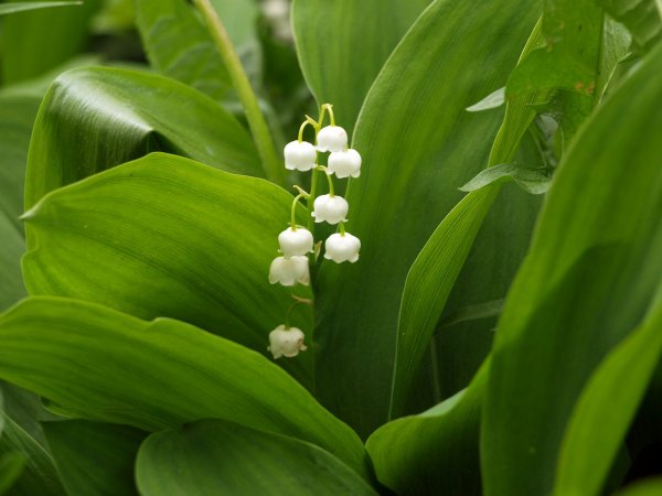 Ландыш (Convallaria) Majalis Bordeaux