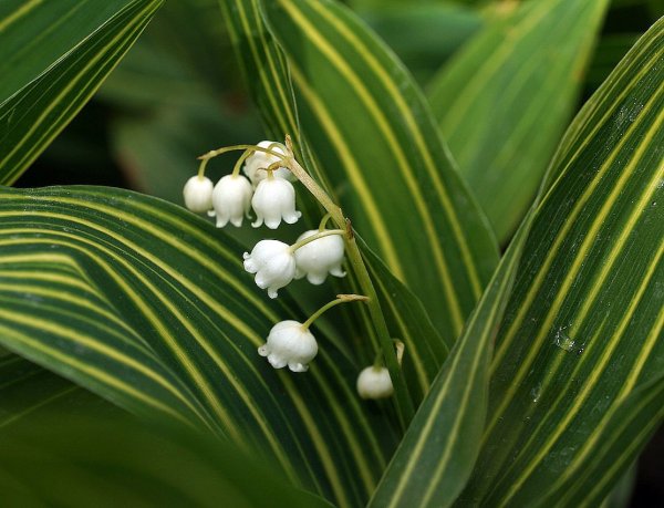 Ландыш Майский (Convallaria Majalis)