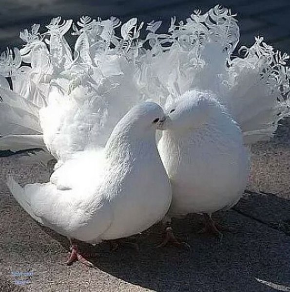 Свадебные голуби