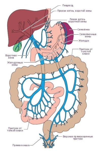 Воротная Вена схема