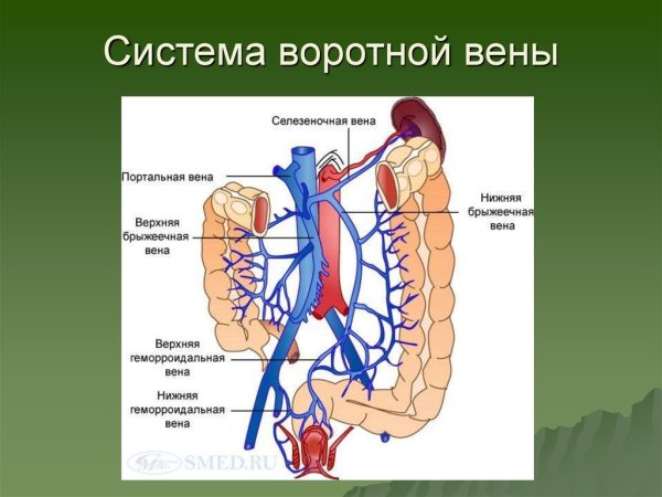 Система воротной вены схема