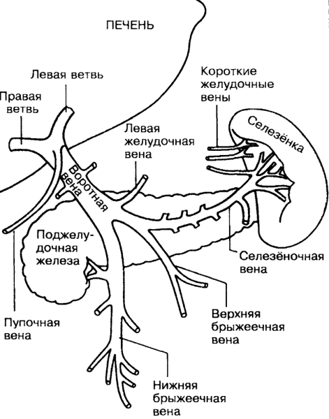 Схема формирования воротной вены