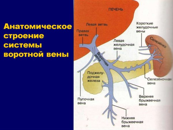 Воротная Вена печени система