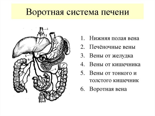 Функции системы воротной вены