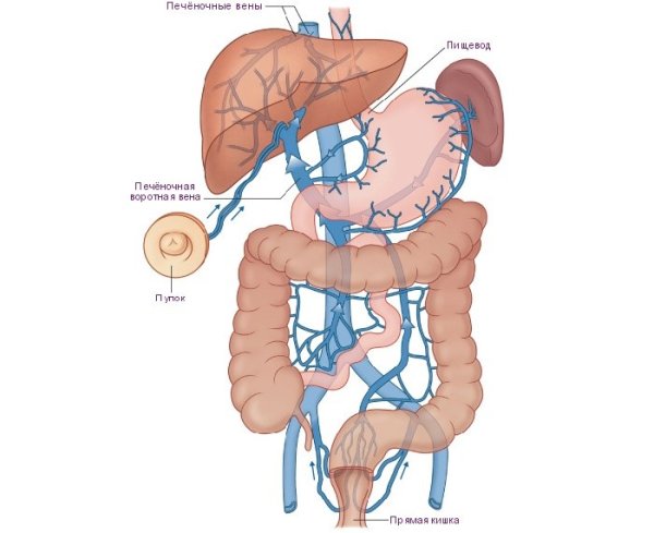 Система воротной вены анатомия