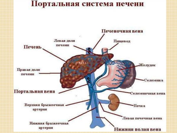 Система портальной вены печени анатомия