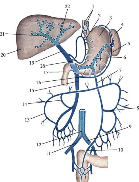 Система воротной вены схема