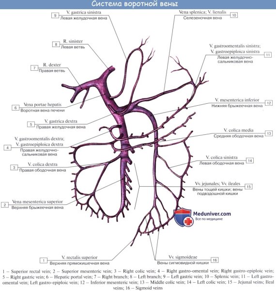 Воротная Вена печени анатомия