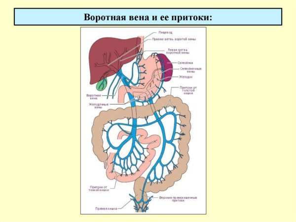 Система воротной вены схема