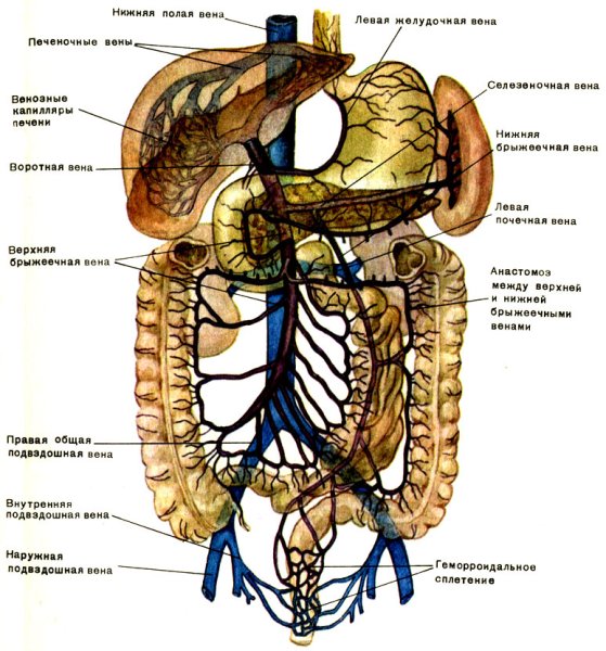 Система воротной вены анатомия
