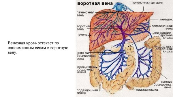 Воротная Вена печени анатомия
