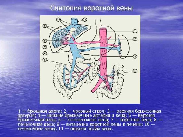 Система воротной вены схема