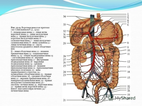 Воротная система печени анатомия