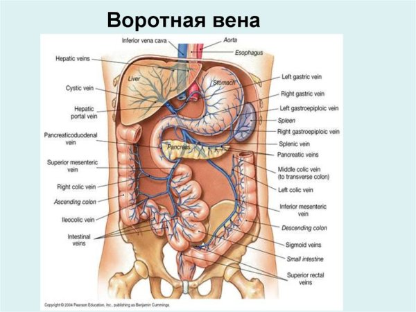 Схема воротной вены печени