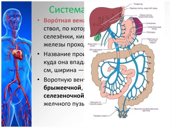Воротная система печени рис 100