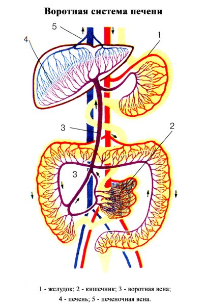 Система воротной вены печени