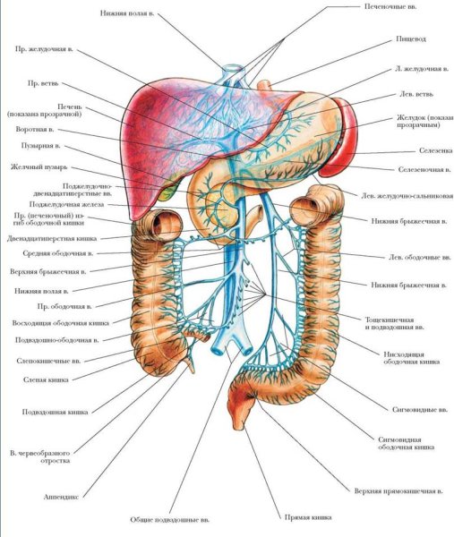 Система воротной вены схема