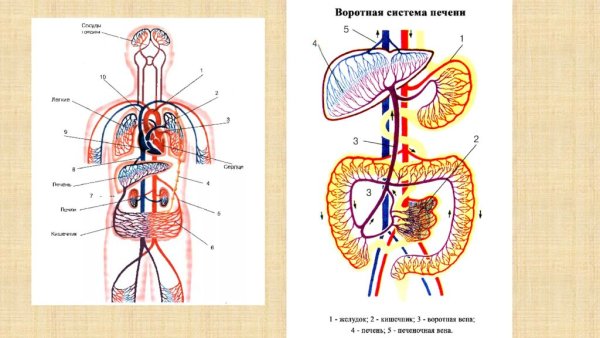 Система воротной вены печени анатомия
