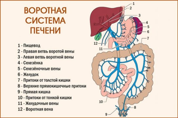 Воротная Вена печени функции