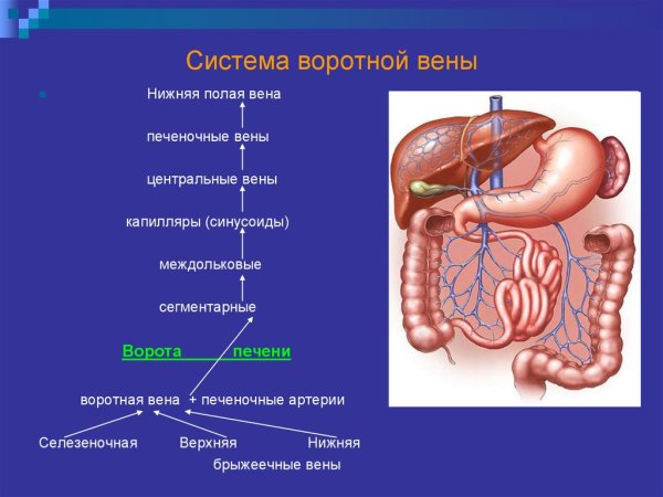 Воротная Вена печени анатомия