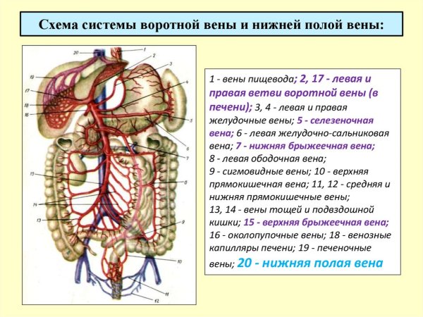Селезеночная Вена анатомия