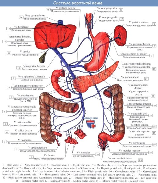 Схема кровоснабжение верхней брыжеечной артерии