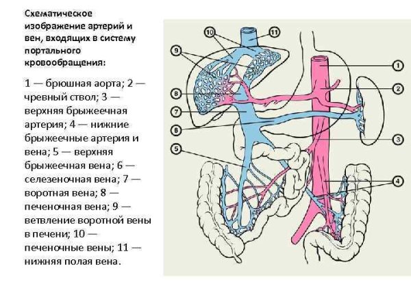 Схема воротной вены анатомия