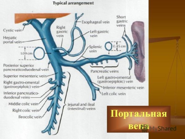 Воротная Вена печени анатомия
